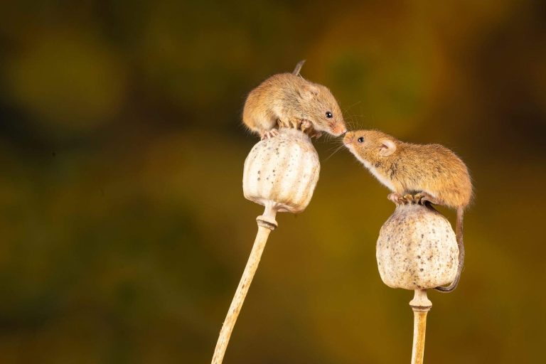 The Most Common Spanish Terms of Endearment