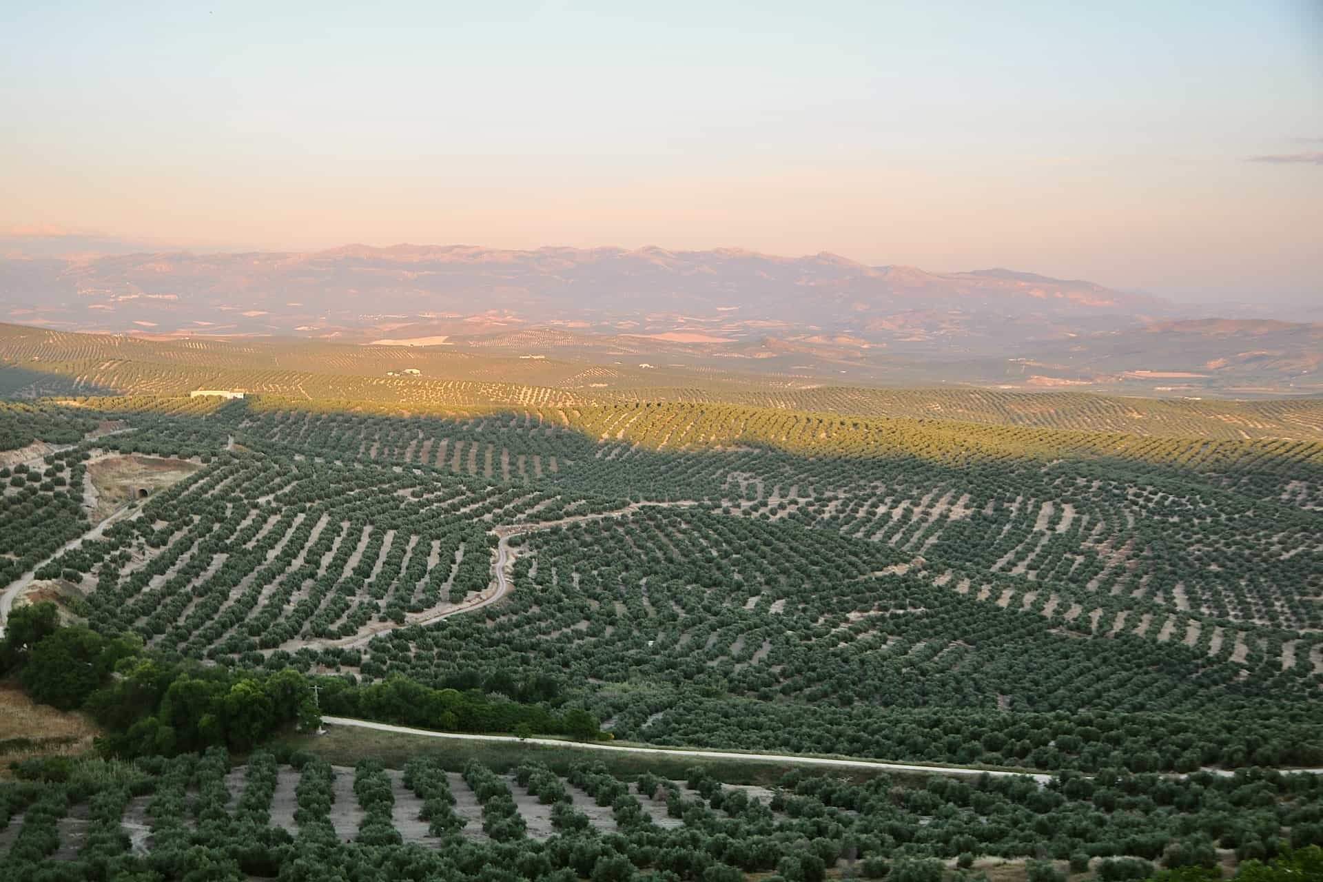 Spain has the biggest olive oil production in the world.