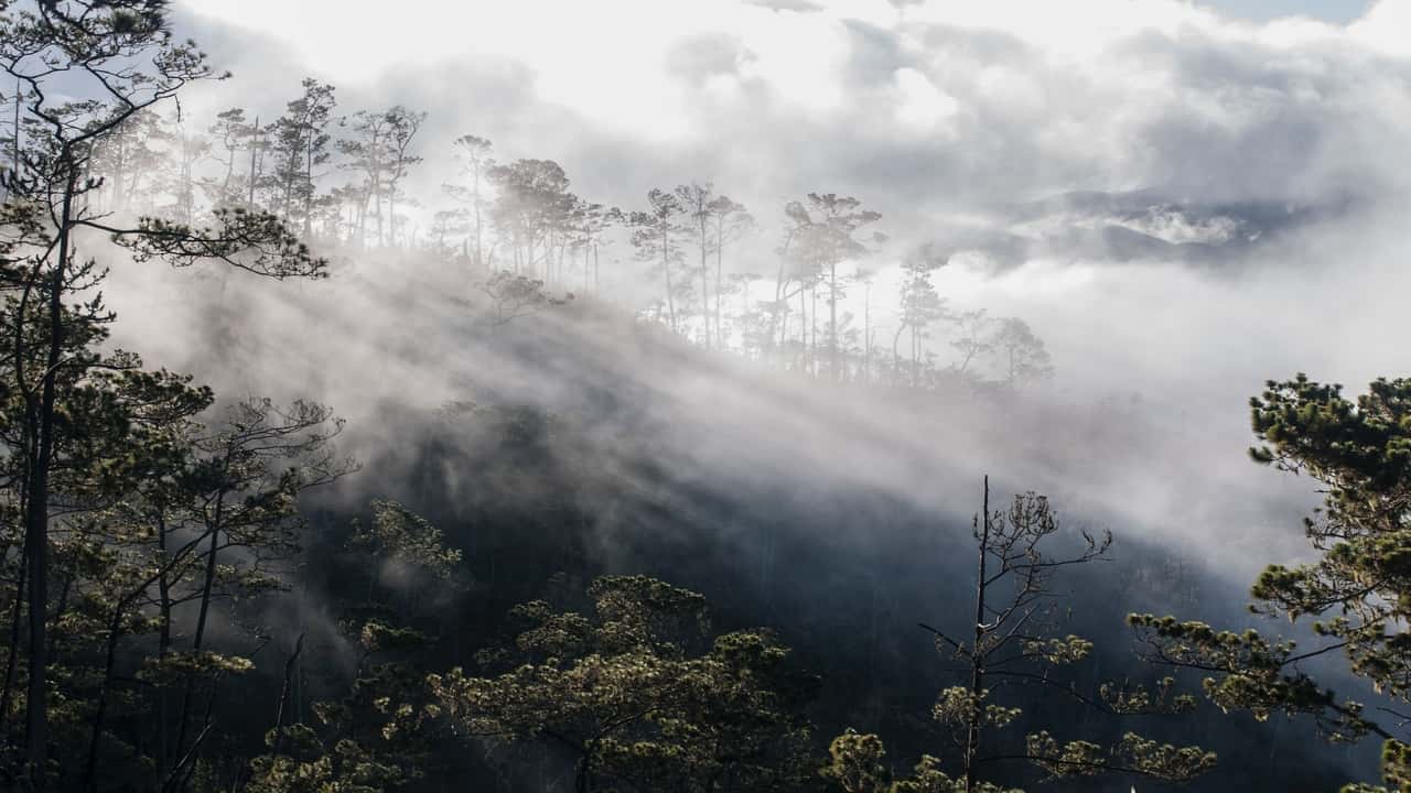 Foggy morning over pine-covered mountain ridge