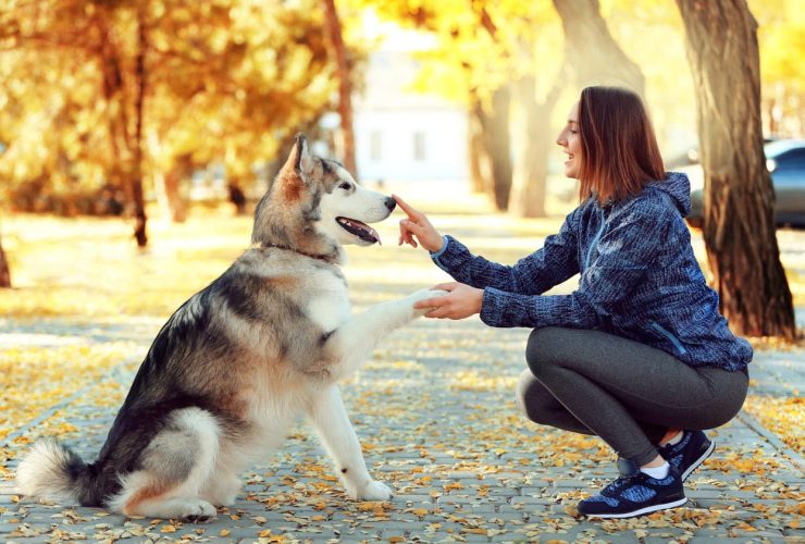 Woman shaking hands with large dog in autumn park