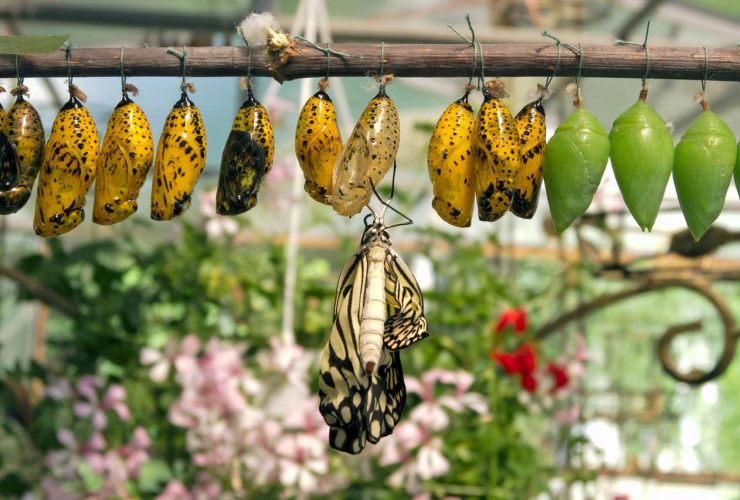 A butterfly emerging from its chrysalis among others in various stages