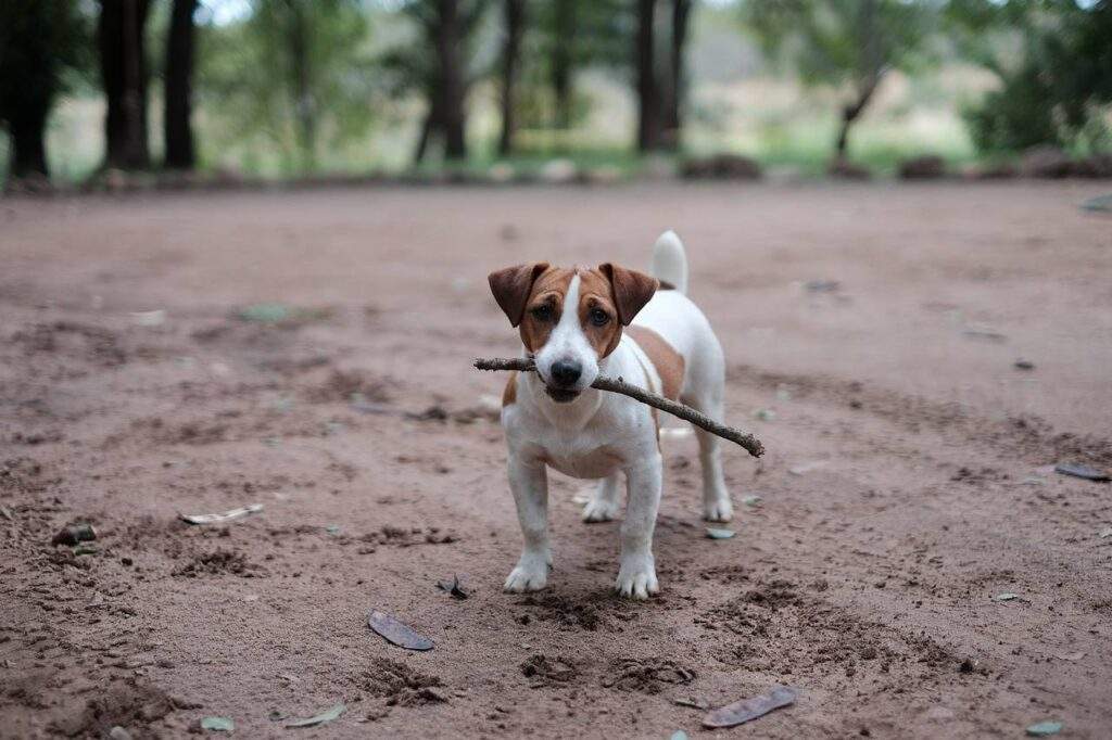 how-to-say-pet-friendly-in-spanish-patchpets