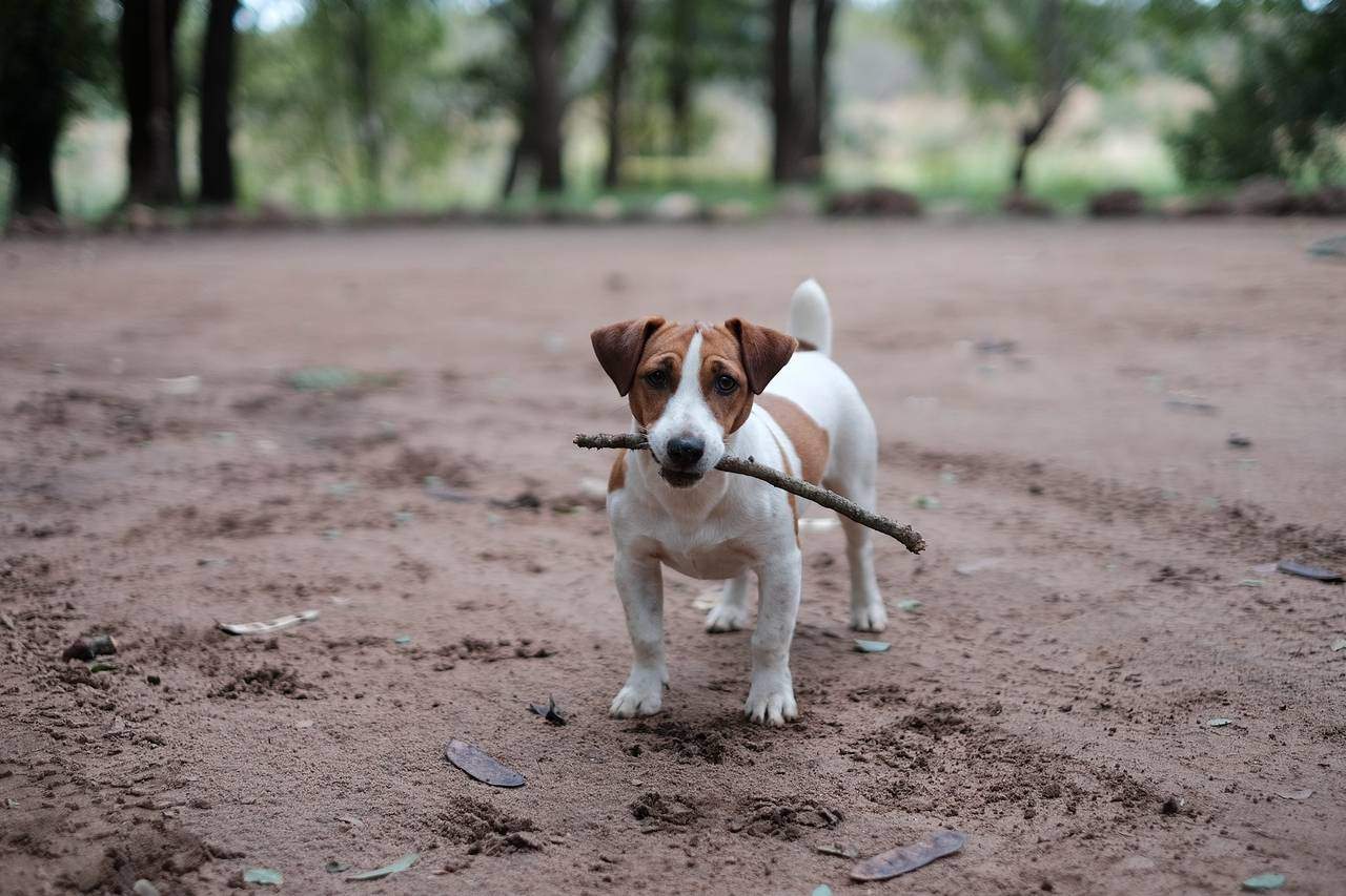 common dog commands in spanish