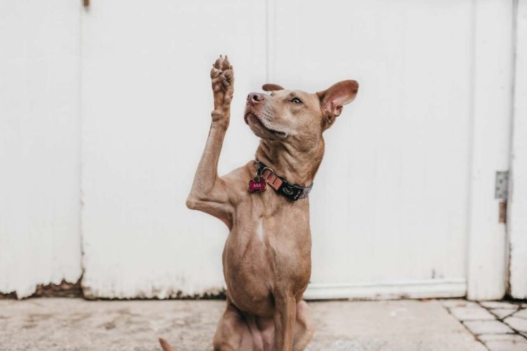 Dog raising paw while sitting with a collar
