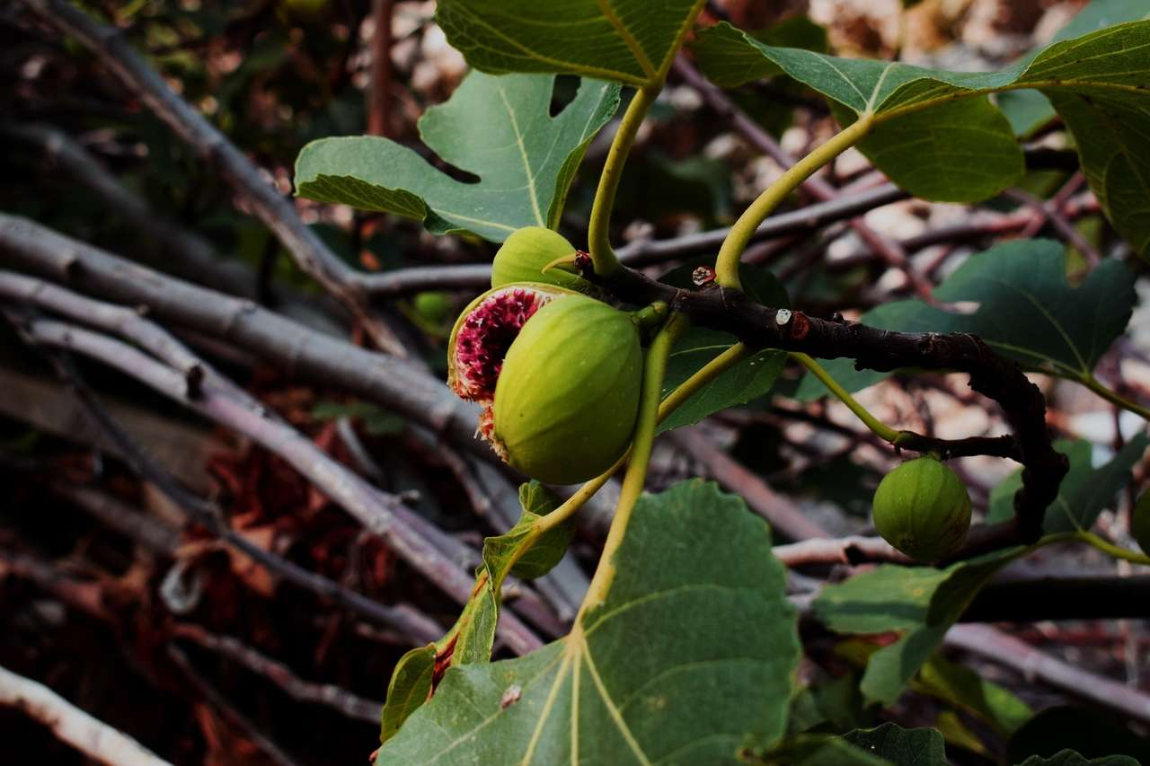 Figs growing on a branch with green leaves