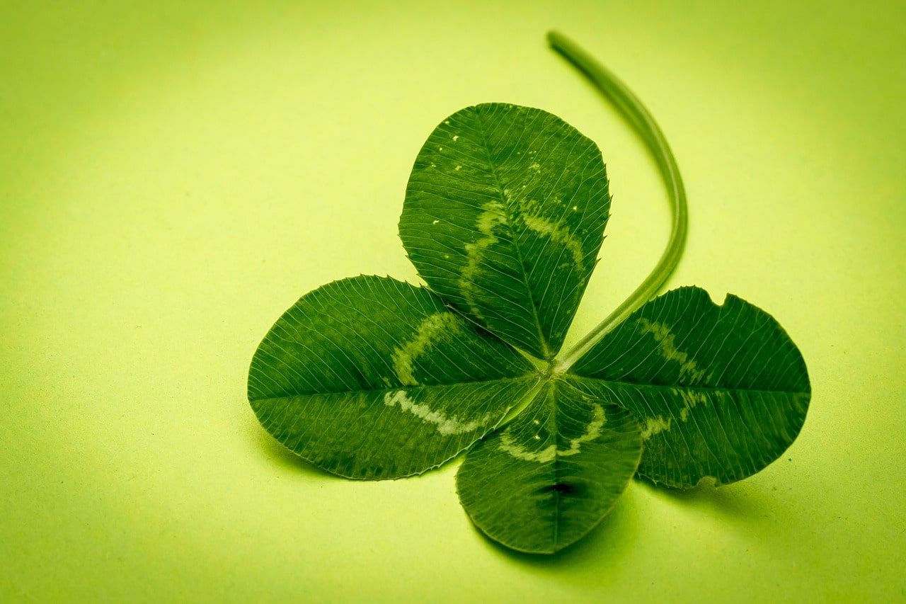 A close-up of a four-leaf clover on a green background