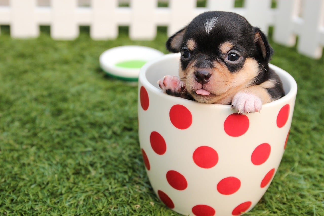 Puppy sitting inside a polka dot cup