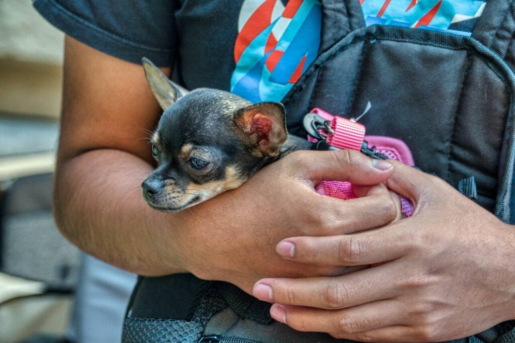 Unique Boy Dog Names In Spanish