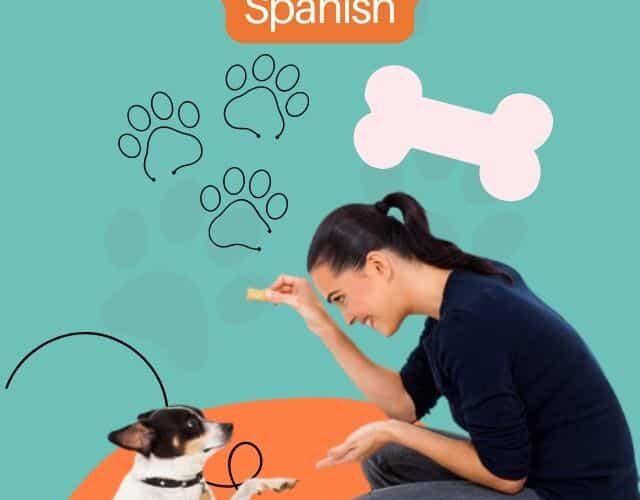 Dog Commands in Spanish