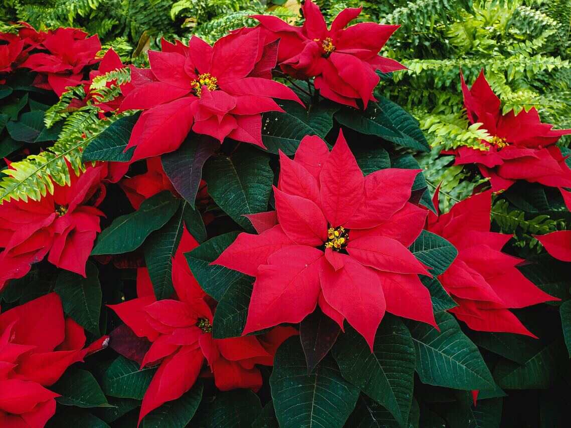 Red poinsettia flowers among green leaves