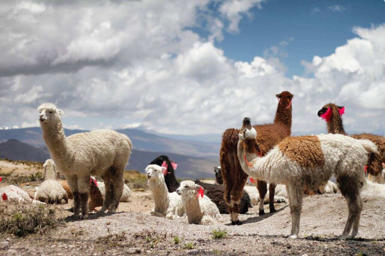 A herd of alpacas standing outdoors in a mountainous region