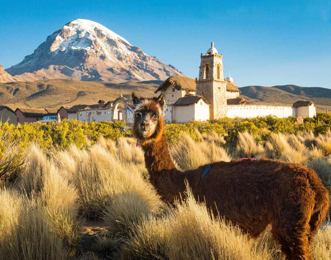 Alpaca near a village with snow-capped mountain background