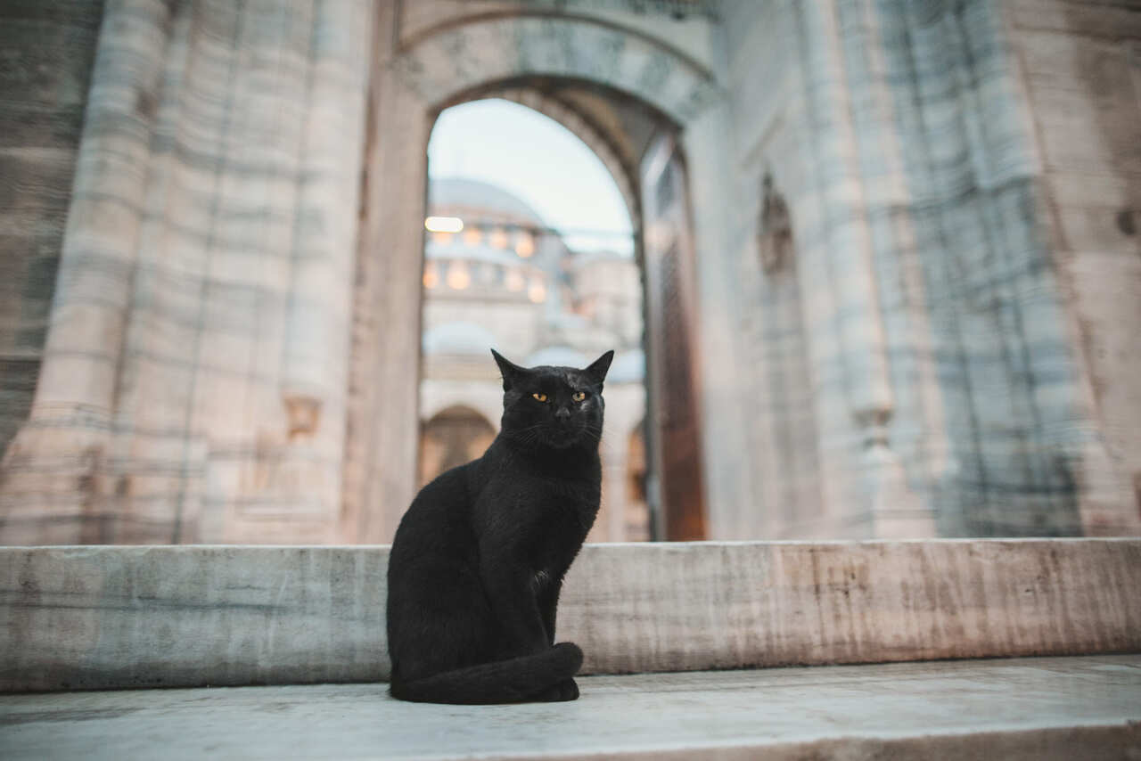 Black cat sitting on stone steps of an old building