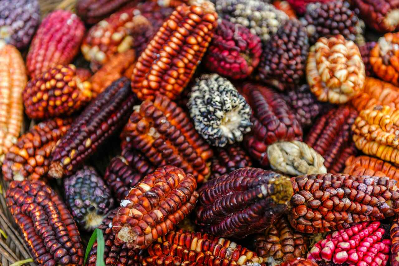 Variety of multicolored corn cobs, featuring shades of purple, red, and orange, displayed in a basket.