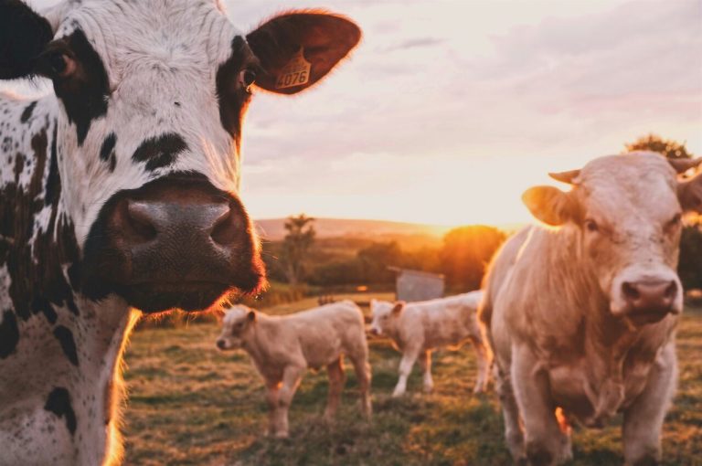 Farm and Agricultural Vocabulary in Spanish