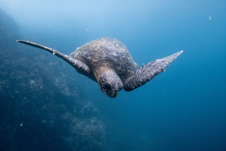 What Language is Spoken in the Galapagos Islands?